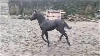 Blackator Ponies