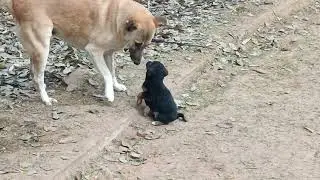 create your own happiness 😊. #puppy