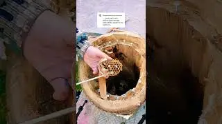 КАК СОБРАТЬ МЁД ДИКОГО ШЕРШНЯ?! 