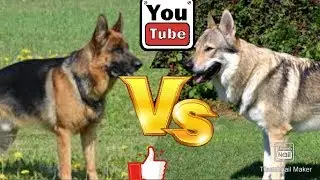 Чехословацкая волчья собака против Немецкой овчарки. Animals Battle.