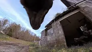 Ruby Vision with True Dog Color