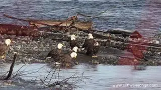 Bald Eagle Feast - New Year’s Eve 2018