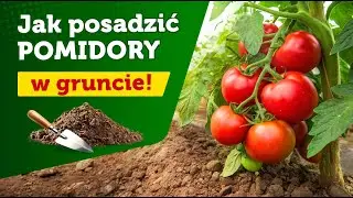 Uprawa pomidorów w gruncie na grządce podwyższonej