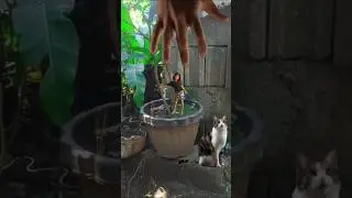 Nadamay pati pusa. Kung ikaw hindi marunong sumayaw, wag kana sumayaw hahah