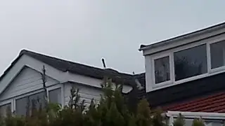 Anatidaephobia - A Duck Watches - Confirmed.