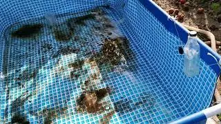 Хризантема мультифлора. Ель Коника. У нас воруют!