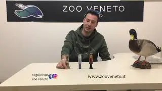 RICHIAMI A FIATO GERMANO FEMMINA DUCK COMMANDER