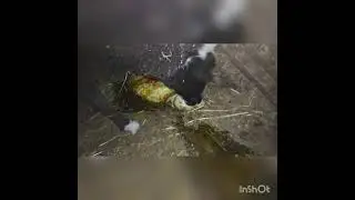 Окот(роды) овцы весь процесс(такое вы не видели)не для слабонервных