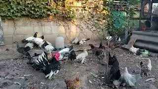 ролик для пана Віталія.