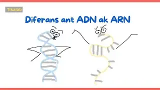 🧬Diferans ant ADN ak ARN (ekstrè)/Difference between DNA and RNA (excerpt) #Science