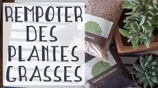 Comment rempoter des succulentes | Tuto plantes grasses