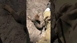 Мавик забрал тапок у хозяина