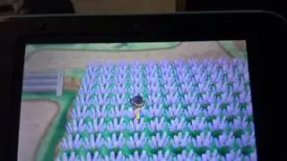 Pokemon x and y shiny doduo Pokeradar chain of 40