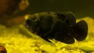 Astronotus Ocellatus