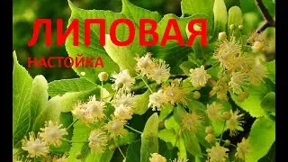 Липовая настойка