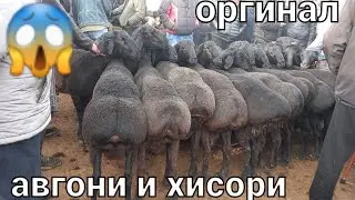 Гусфанди Авгони и хисори дар бозори худжанд марта 2022 г.👍
