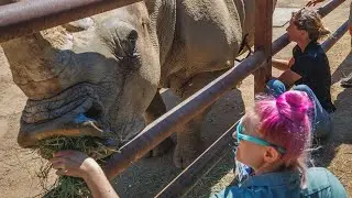 AIRS Rhino Research Study
