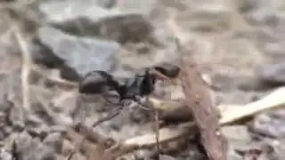 Australia's most deadly ant 'The Jack Jumper Ant'