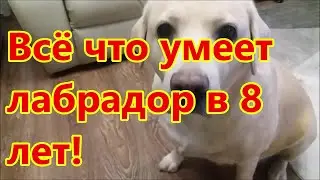 Всё что умеет лабрадор в 8 лет