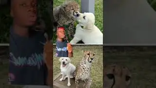 Idk what’s better, cheetah’s having therapy dogs or ravens playing with wolf pups #cheetah #shorts