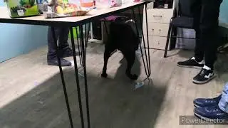 Коне Корсе с приколом
