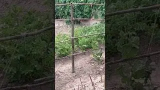 How To Make The Simplest CUCUMBER TRELLIS 🥒