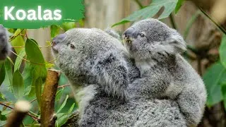 Koalas | Australia's Most Beloved Creatures