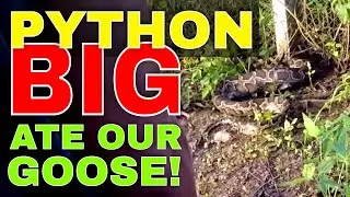 Farm Life - A BIG Python ate our Goose!