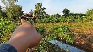 ลงมือทำไร่นาสวนผสมแบบนี้ ได้กำไรหรือขาดทุน? ควรทำมั้ย?
