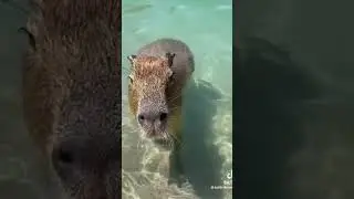 Capybara | Things To Know About Capybara