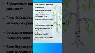 Народные ПРИМЕТЫ про БЕРЕЗУ #shorts