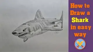 how to draw a shark