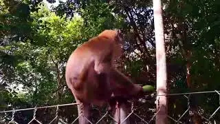The Monkey eating fruit 🍑🍑