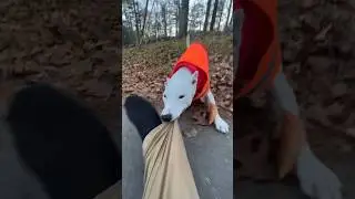 If dogs could talk 