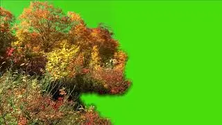 Tree green screen video, Green screen tree, tree green screen effect kinemaster, P-21