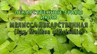 Лекарственные растения июля "Мелисса лекарственная"