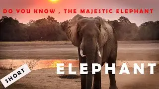 Elephant | The Majestic Elephant 🐘