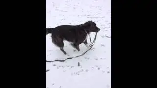 Border collie boxer walks herself