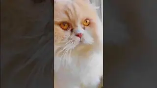 ЧЕЛОВЕК КОТИКУ ДРУГ 😺