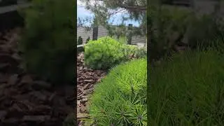 Ландшафтный дизайн в Воронеже 