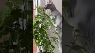 Сфинкс Тэфи и мамина розочка😿💕 #cute #hairlesscat #funny #shortsvideo #sphynx #cat #rose #кусь