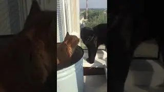 Мои девчата! Жужа и Сима.