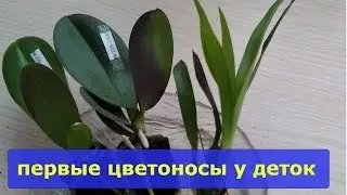 МОИ ПОДРОСТКИ камбрии,фаленопсис и Сого Вивьен