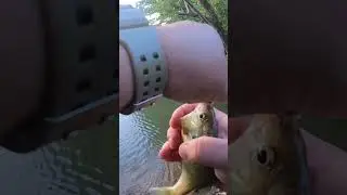 Ultralight fishing with worms