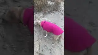 Lapa hiding dry fish in the sand