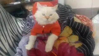 я улёгся и сиджу