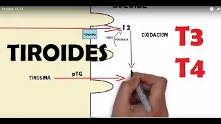 Tiroides T4 T3