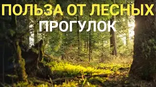 Почему полезно гулять в лесу | Польза прогулок по лесу .