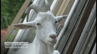 Козы в бутово не дают покоя! Что делают парнокопытные в городе?