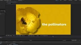 export high resolution video from compositions using the Render Queue and the Pro Res and DNxHD code